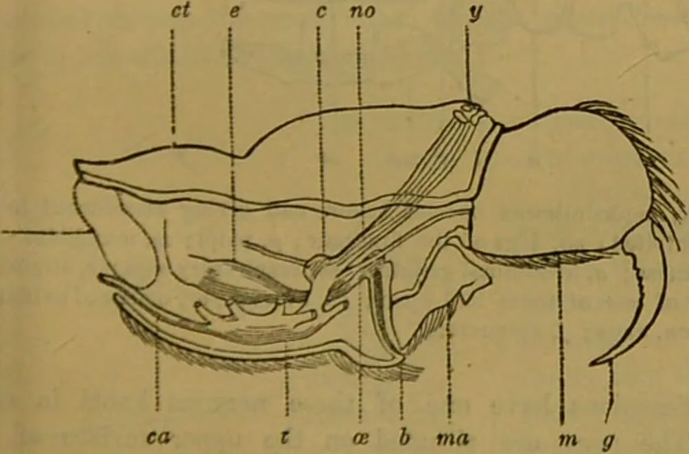 An illustration from A natural history of the animal kingdom : being a systematic and popular description of the habits, structure, and classification of animals, from the lowest to the highest forms. Arranged according to their organisation / by W. S. Dallas., 1860, leaf 139