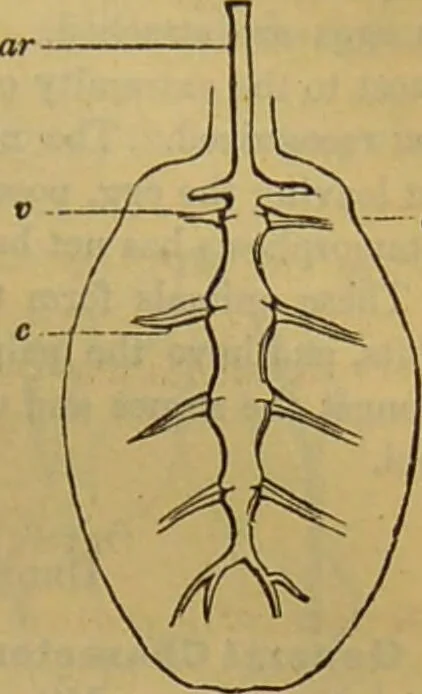 An illustration from A natural history of the animal kingdom : being a systematic and popular description of the habits, structure, and classification of animals, from the lowest to the highest forms. Arranged according to their organisation / by W. S. Dallas., 1860, leaf 141
