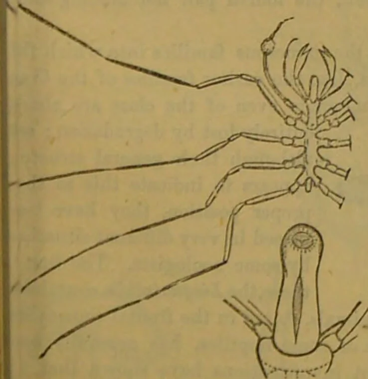 An illustration from A natural history of the animal kingdom : being a systematic and popular description of the habits, structure, and classification of animals, from the lowest to the highest forms. Arranged according to their organisation / by W. S. Dallas., 1860, leaf 141