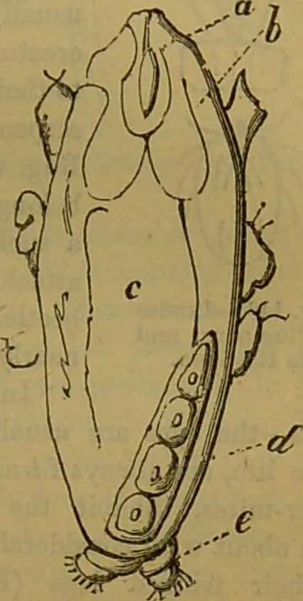 An illustration from A natural history of the animal kingdom : being a systematic and popular description of the habits, structure, and classification of animals, from the lowest to the highest forms. Arranged according to their organisation / by W. S. Dallas., 1860, leaf 143