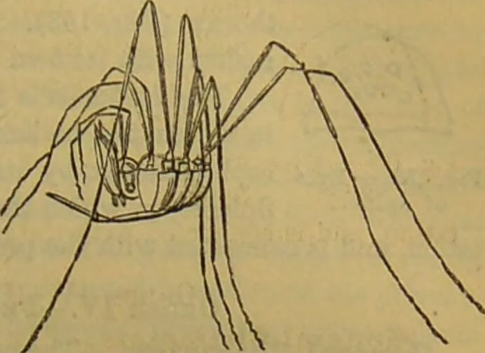 An illustration from A natural history of the animal kingdom : being a systematic and popular description of the habits, structure, and classification of animals, from the lowest to the highest forms. Arranged according to their organisation / by W. S. Dallas., 1860, leaf 145