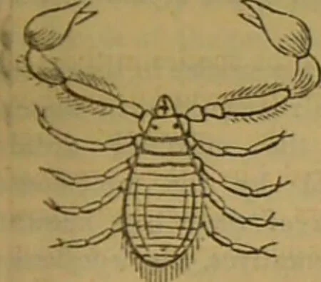 An illustration from A natural history of the animal kingdom : being a systematic and popular description of the habits, structure, and classification of animals, from the lowest to the highest forms. Arranged according to their organisation / by W. S. Dallas., 1860, leaf 145