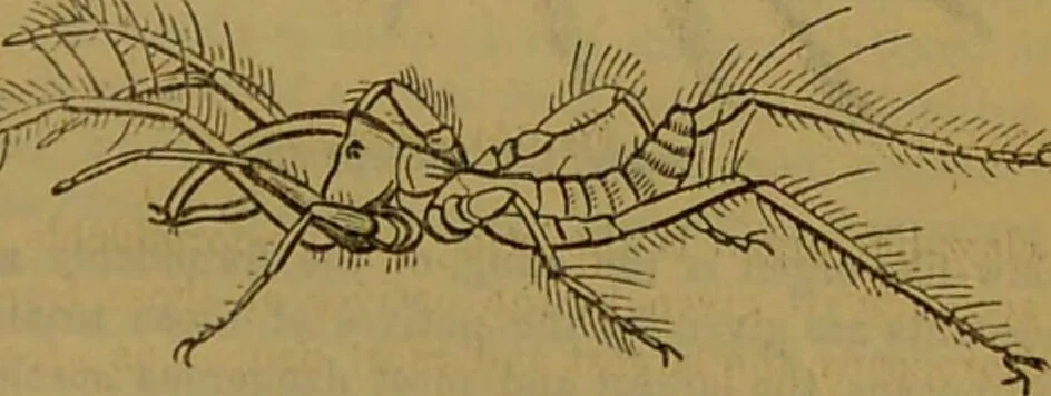 An illustration from A natural history of the animal kingdom : being a systematic and popular description of the habits, structure, and classification of animals, from the lowest to the highest forms. Arranged according to their organisation / by W. S. Dallas., 1860, leaf 145