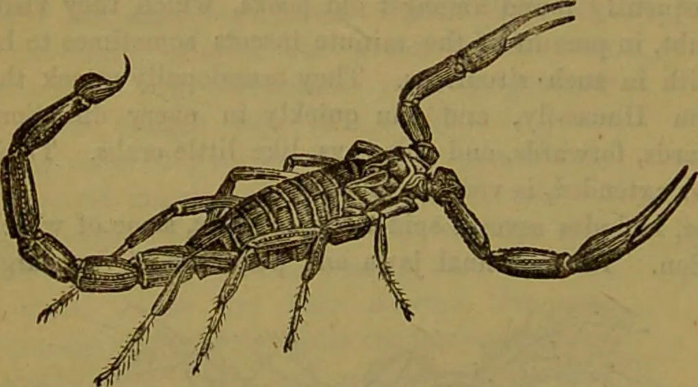 An illustration from A natural history of the animal kingdom : being a systematic and popular description of the habits, structure, and classification of animals, from the lowest to the highest forms. Arranged according to their organisation / by W. S. Dallas., 1860, leaf 146