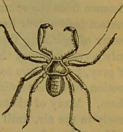 An illustration from A natural history of the animal kingdom : being a systematic and popular description of the habits, structure, and classification of animals, from the lowest to the highest forms. Arranged according to their organisation / by W. S. Dallas., 1860, leaf 147