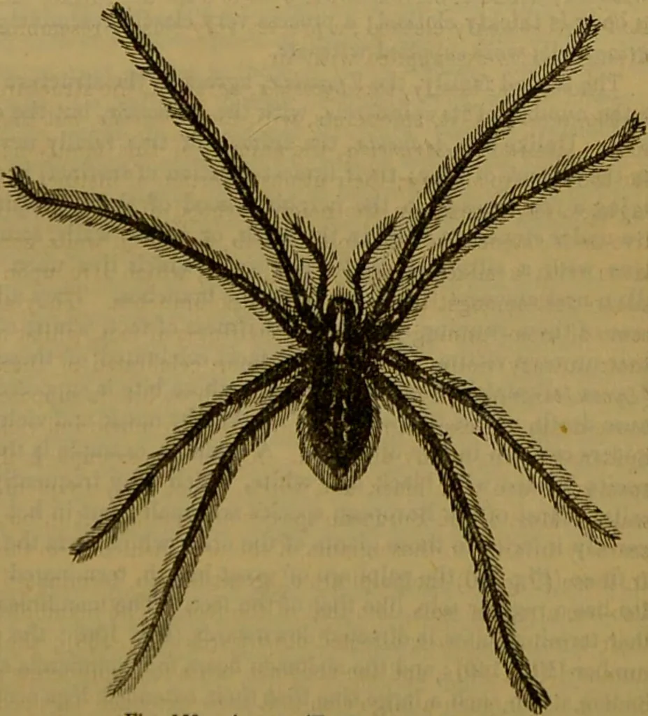 An illustration from A natural history of the animal kingdom : being a systematic and popular description of the habits, structure, and classification of animals, from the lowest to the highest forms. Arranged according to their organisation / by W. S. Dallas., 1860, leaf 149