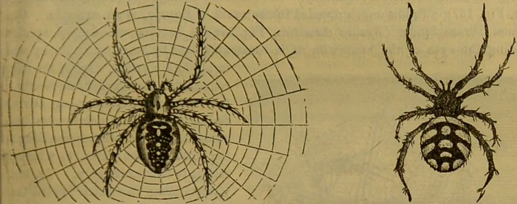 An illustration from A natural history of the animal kingdom : being a systematic and popular description of the habits, structure, and classification of animals, from the lowest to the highest forms. Arranged according to their organisation / by W. S. Dallas., 1860, leaf 149