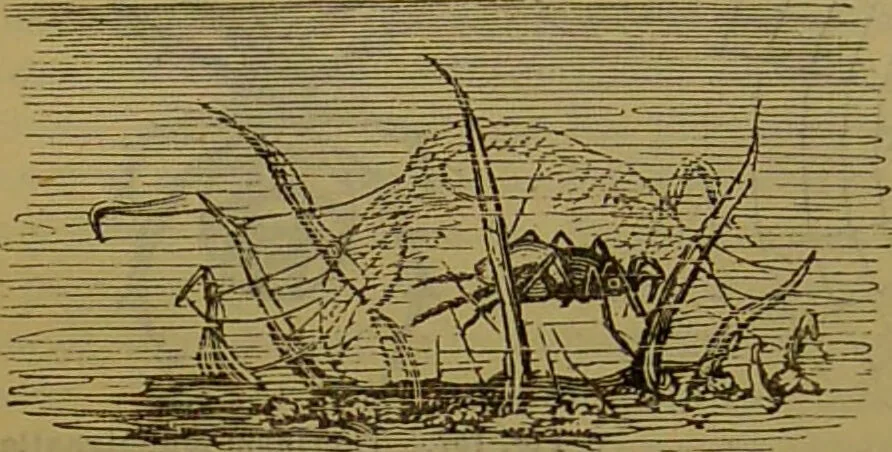 An illustration from A natural history of the animal kingdom : being a systematic and popular description of the habits, structure, and classification of animals, from the lowest to the highest forms. Arranged according to their organisation / by W. S. Dallas., 1860, leaf 150