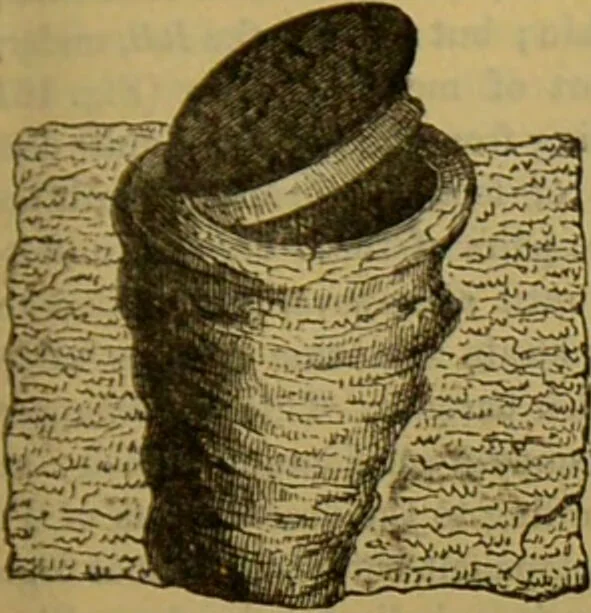 An illustration from A natural history of the animal kingdom : being a systematic and popular description of the habits, structure, and classification of animals, from the lowest to the highest forms. Arranged according to their organisation / by W. S. Dallas., 1860, leaf 151