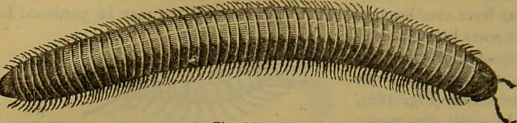 An illustration from A natural history of the animal kingdom : being a systematic and popular description of the habits, structure, and classification of animals, from the lowest to the highest forms. Arranged according to their organisation / by W. S. Dallas., 1860, leaf 154