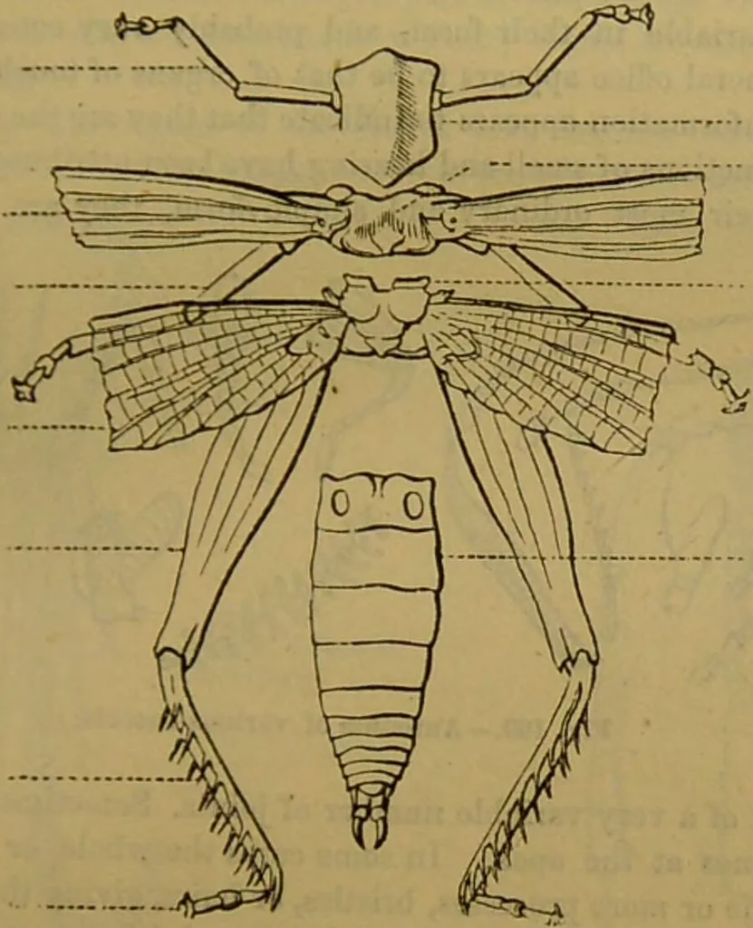 An illustration from A natural history of the animal kingdom : being a systematic and popular description of the habits, structure, and classification of animals, from the lowest to the highest forms. Arranged according to their organisation / by W. S. Dallas., 1860, leaf 155