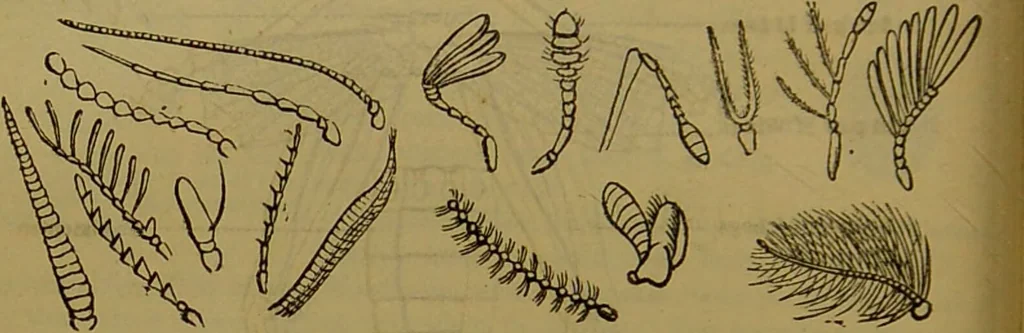 An illustration from A natural history of the animal kingdom : being a systematic and popular description of the habits, structure, and classification of animals, from the lowest to the highest forms. Arranged according to their organisation / by W. S. Dallas., 1860, leaf 156
