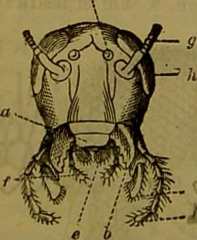 An illustration from A natural history of the animal kingdom : being a systematic and popular description of the habits, structure, and classification of animals, from the lowest to the highest forms. Arranged according to their organisation / by W. S. Dallas., 1860, leaf 156