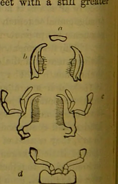 An illustration from A natural history of the animal kingdom : being a systematic and popular description of the habits, structure, and classification of animals, from the lowest to the highest forms. Arranged according to their organisation / by W. S. Dallas., 1860, leaf 156