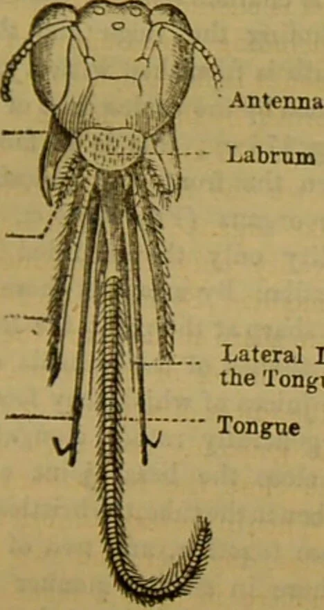 An illustration from A natural history of the animal kingdom : being a systematic and popular description of the habits, structure, and classification of animals, from the lowest to the highest forms. Arranged according to their organisation / by W. S. Dallas., 1860, leaf 157