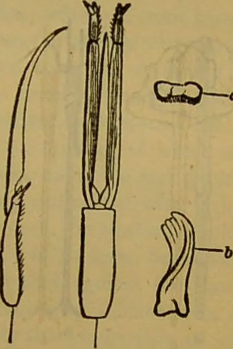 An illustration from A natural history of the animal kingdom : being a systematic and popular description of the habits, structure, and classification of animals, from the lowest to the highest forms. Arranged according to their organisation / by W. S. Dallas., 1860, leaf 157