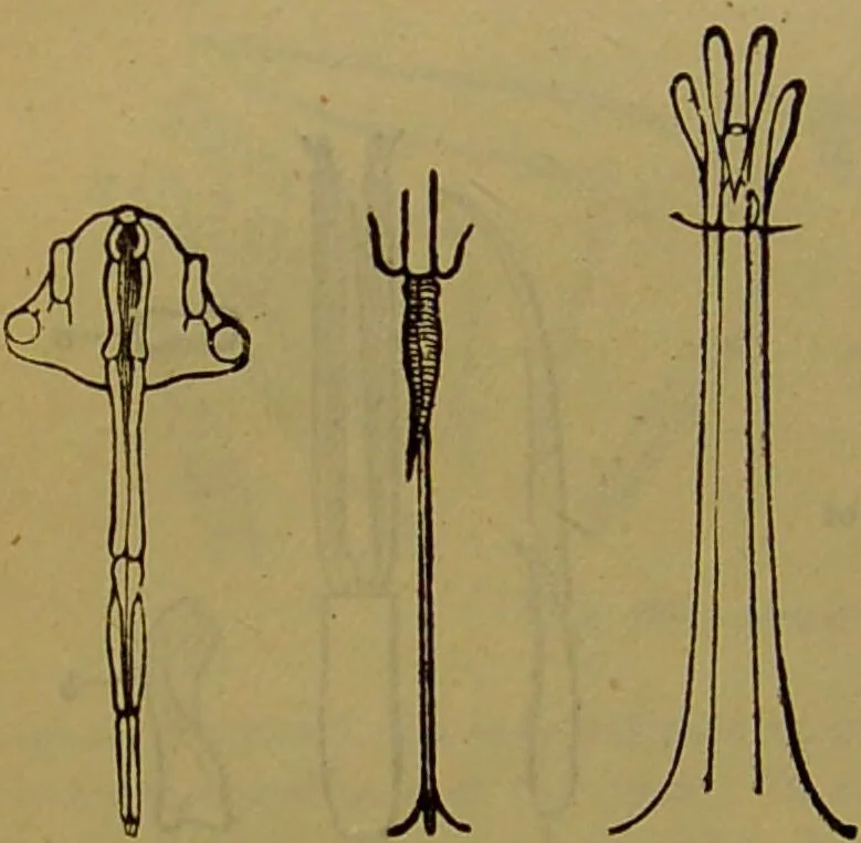 An illustration from A natural history of the animal kingdom : being a systematic and popular description of the habits, structure, and classification of animals, from the lowest to the highest forms. Arranged according to their organisation / by W. S. Dallas., 1860, leaf 158