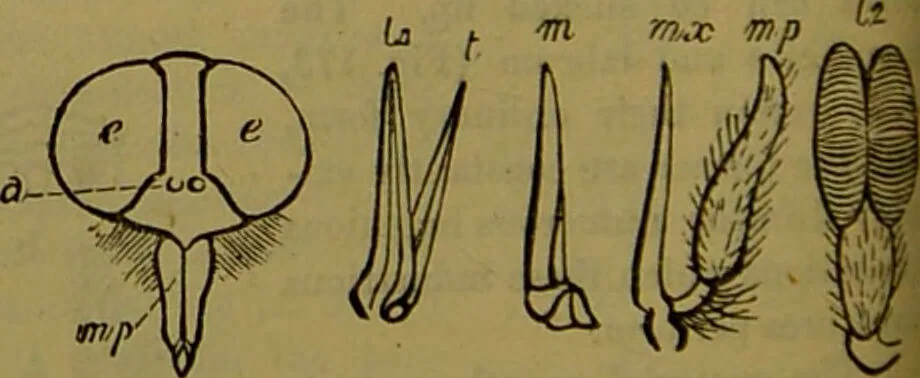 An illustration from A natural history of the animal kingdom : being a systematic and popular description of the habits, structure, and classification of animals, from the lowest to the highest forms. Arranged according to their organisation / by W. S. Dallas., 1860, leaf 158