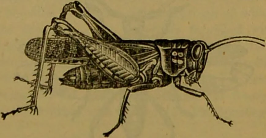 An illustration from A natural history of the animal kingdom : being a systematic and popular description of the habits, structure, and classification of animals, from the lowest to the highest forms. Arranged according to their organisation / by W. S. Dallas., 1860, leaf 159