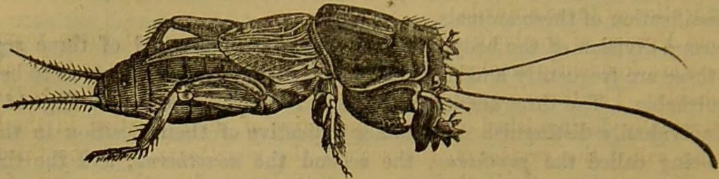 An illustration from A natural history of the animal kingdom : being a systematic and popular description of the habits, structure, and classification of animals, from the lowest to the highest forms. Arranged according to their organisation / by W. S. Dallas., 1860, leaf 160