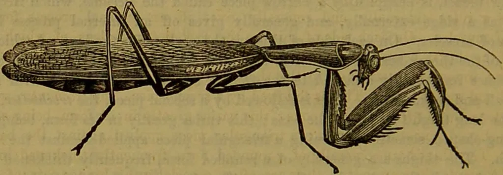 An illustration from A natural history of the animal kingdom : being a systematic and popular description of the habits, structure, and classification of animals, from the lowest to the highest forms. Arranged according to their organisation / by W. S. Dallas., 1860, leaf 160