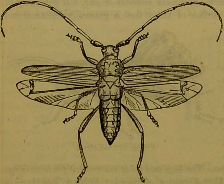 An illustration from A natural history of the animal kingdom : being a systematic and popular description of the habits, structure, and classification of animals, from the lowest to the highest forms. Arranged according to their organisation / by W. S. Dallas., 1860, leaf 160