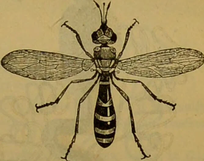 An illustration from A natural history of the animal kingdom : being a systematic and popular description of the habits, structure, and classification of animals, from the lowest to the highest forms. Arranged according to their organisation / by W. S. Dallas., 1860, leaf 161