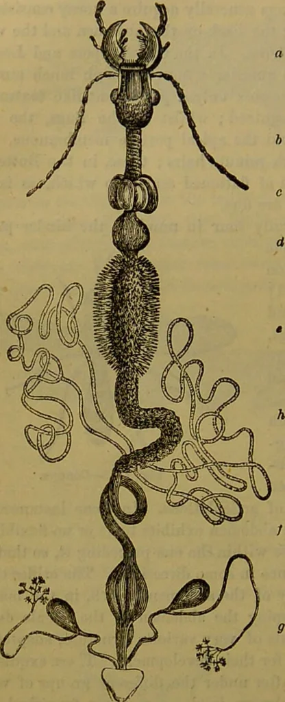 An illustration from A natural history of the animal kingdom : being a systematic and popular description of the habits, structure, and classification of animals, from the lowest to the highest forms. Arranged according to their organisation / by W. S. Dallas., 1860, leaf 162