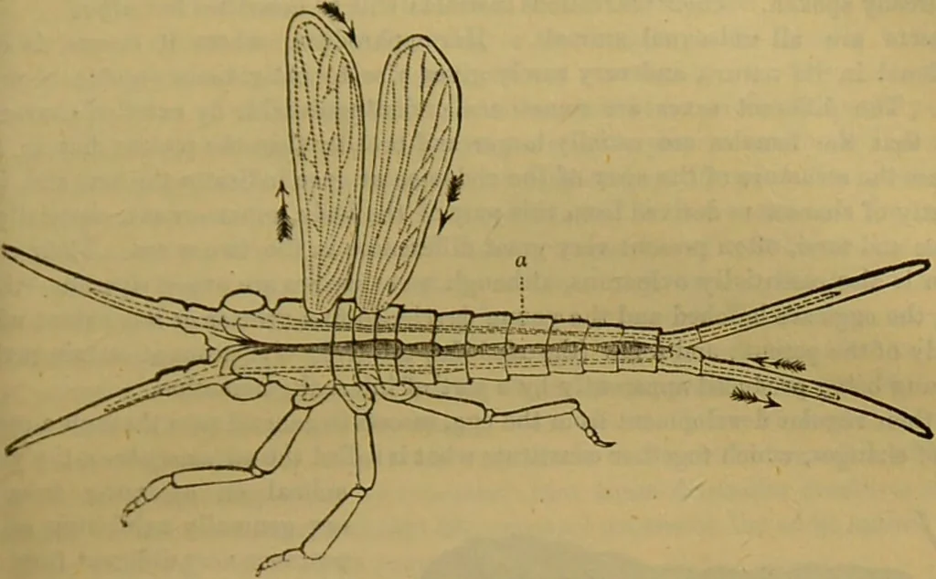 An illustration from A natural history of the animal kingdom : being a systematic and popular description of the habits, structure, and classification of animals, from the lowest to the highest forms. Arranged according to their organisation / by W. S. Dallas., 1860, leaf 163