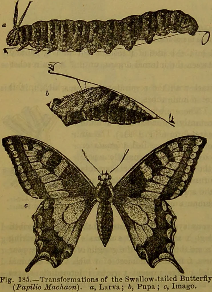 An illustration from A natural history of the animal kingdom : being a systematic and popular description of the habits, structure, and classification of animals, from the lowest to the highest forms. Arranged according to their organisation / by W. S. Dallas., 1860, leaf 164