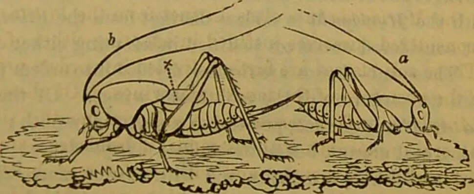 An illustration from A natural history of the animal kingdom : being a systematic and popular description of the habits, structure, and classification of animals, from the lowest to the highest forms. Arranged according to their organisation / by W. S. Dallas., 1860, leaf 165