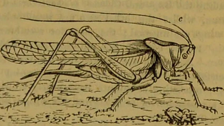 An illustration from A natural history of the animal kingdom : being a systematic and popular description of the habits, structure, and classification of animals, from the lowest to the highest forms. Arranged according to their organisation / by W. S. Dallas., 1860, leaf 165
