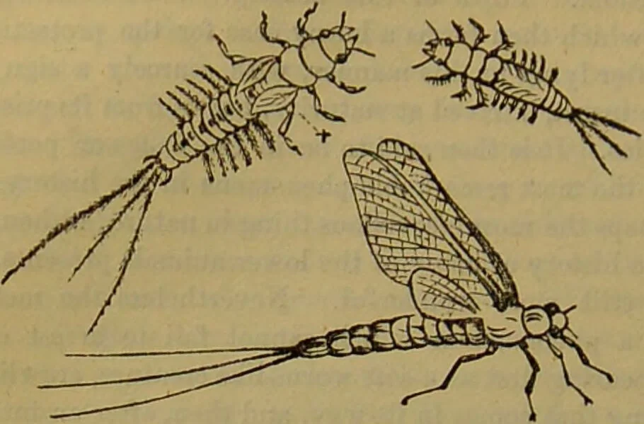 An illustration from A natural history of the animal kingdom : being a systematic and popular description of the habits, structure, and classification of animals, from the lowest to the highest forms. Arranged according to their organisation / by W. S. Dallas., 1860, leaf 166