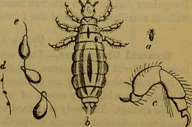 An illustration from A natural history of the animal kingdom : being a systematic and popular description of the habits, structure, and classification of animals, from the lowest to the highest forms. Arranged according to their organisation / by W. S. Dallas., 1860, leaf 167