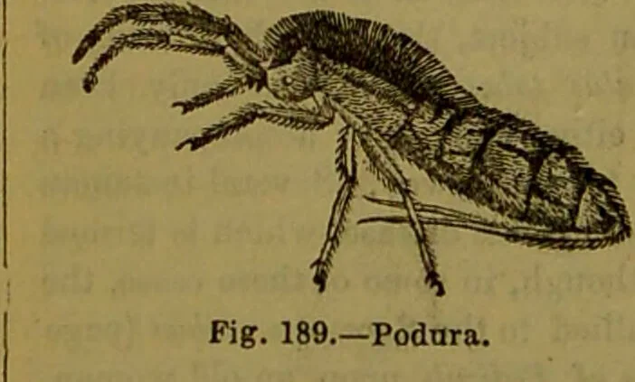 An illustration from A natural history of the animal kingdom : being a systematic and popular description of the habits, structure, and classification of animals, from the lowest to the highest forms. Arranged according to their organisation / by W. S. Dallas., 1860, leaf 168