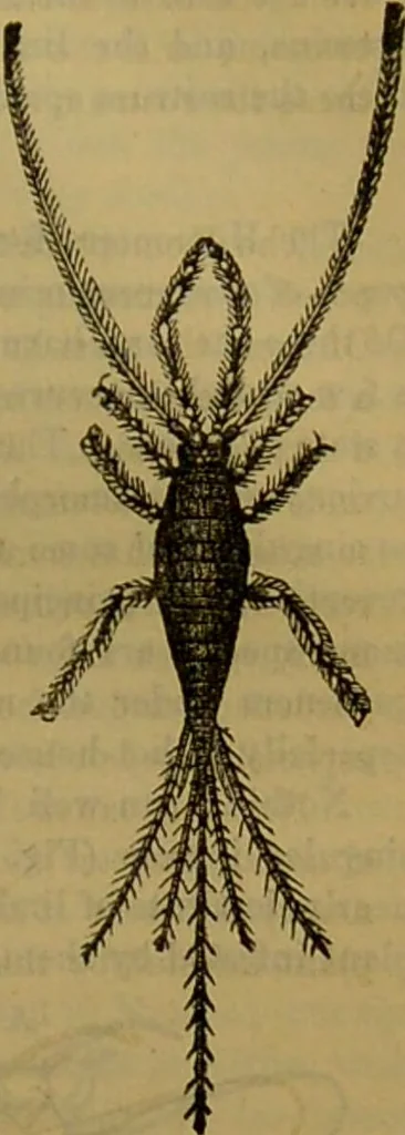 An illustration from A natural history of the animal kingdom : being a systematic and popular description of the habits, structure, and classification of animals, from the lowest to the highest forms. Arranged according to their organisation / by W. S. Dallas., 1860, leaf 169