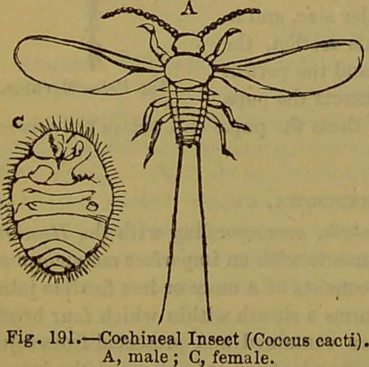 An illustration from A natural history of the animal kingdom : being a systematic and popular description of the habits, structure, and classification of animals, from the lowest to the highest forms. Arranged according to their organisation / by W. S. Dallas., 1860, leaf 170
