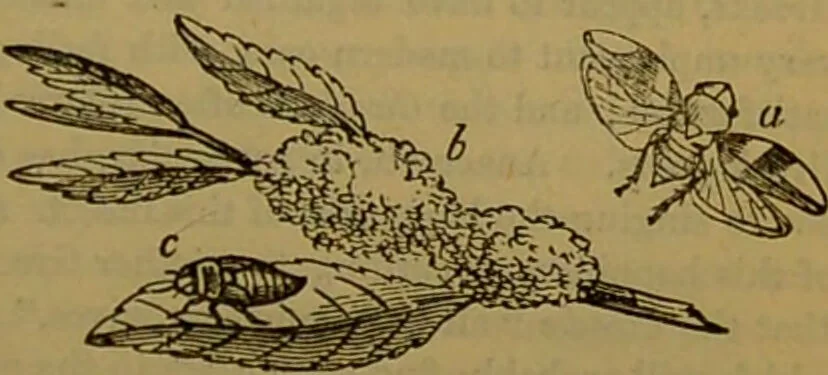 An illustration from A natural history of the animal kingdom : being a systematic and popular description of the habits, structure, and classification of animals, from the lowest to the highest forms. Arranged according to their organisation / by W. S. Dallas., 1860, leaf 173