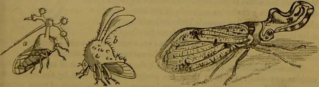 An illustration from A natural history of the animal kingdom : being a systematic and popular description of the habits, structure, and classification of animals, from the lowest to the highest forms. Arranged according to their organisation / by W. S. Dallas., 1860, leaf 173