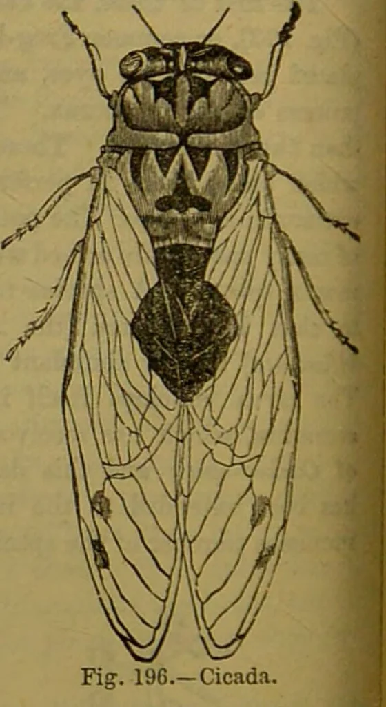 An illustration from A natural history of the animal kingdom : being a systematic and popular description of the habits, structure, and classification of animals, from the lowest to the highest forms. Arranged according to their organisation / by W. S. Dallas., 1860, leaf 174