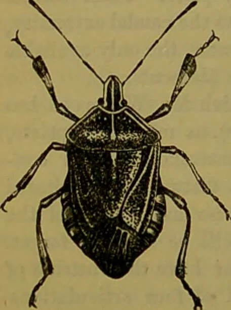 An illustration from A natural history of the animal kingdom : being a systematic and popular description of the habits, structure, and classification of animals, from the lowest to the highest forms. Arranged according to their organisation / by W. S. Dallas., 1860, leaf 176