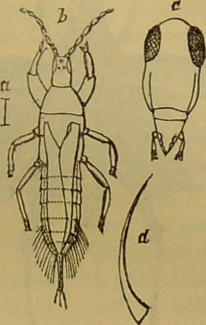 An illustration from A natural history of the animal kingdom : being a systematic and popular description of the habits, structure, and classification of animals, from the lowest to the highest forms. Arranged according to their organisation / by W. S. Dallas., 1860, leaf 177