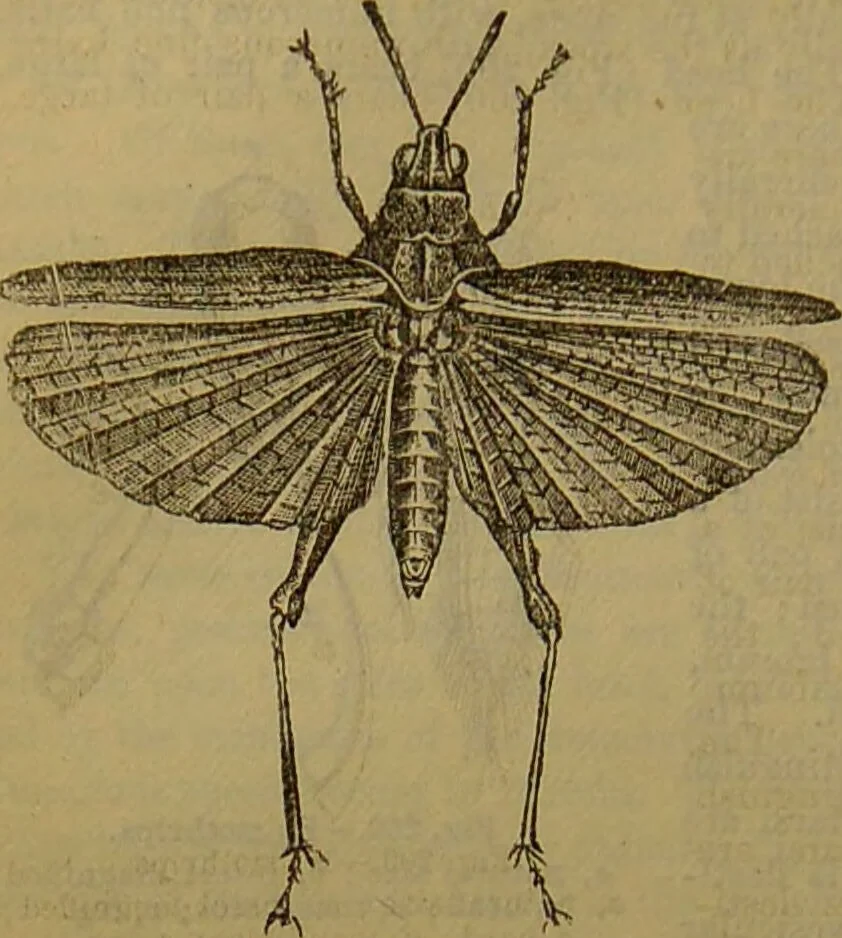 An illustration from A natural history of the animal kingdom : being a systematic and popular description of the habits, structure, and classification of animals, from the lowest to the highest forms. Arranged according to their organisation / by W. S. Dallas., 1860, leaf 178