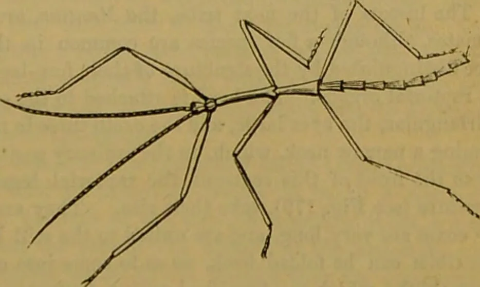 An illustration from A natural history of the animal kingdom : being a systematic and popular description of the habits, structure, and classification of animals, from the lowest to the highest forms. Arranged according to their organisation / by W. S. Dallas., 1860, leaf 181