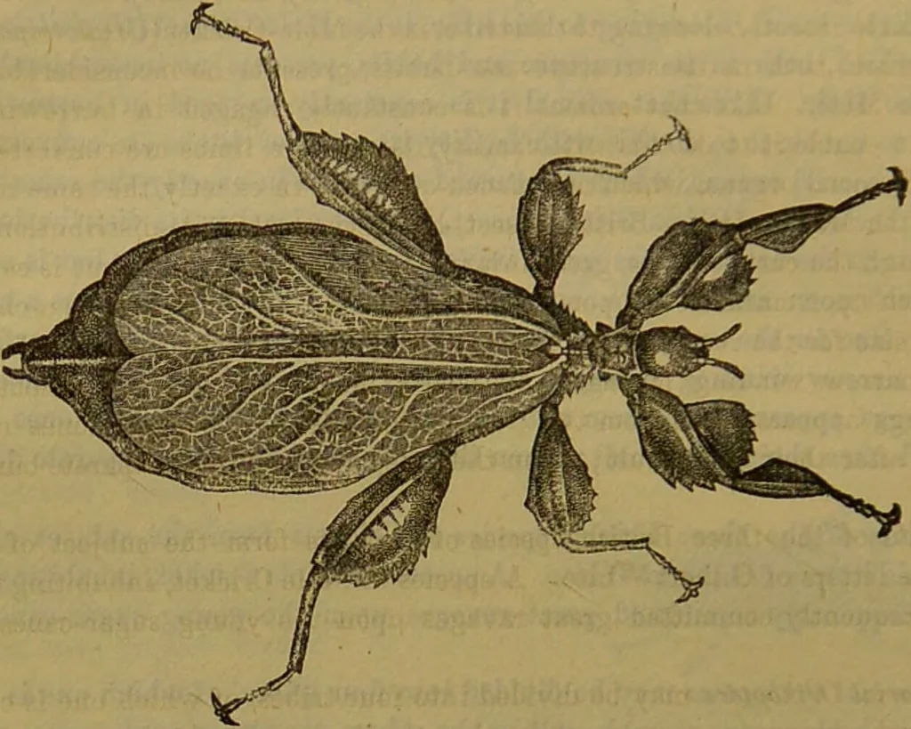 An illustration from A natural history of the animal kingdom : being a systematic and popular description of the habits, structure, and classification of animals, from the lowest to the highest forms. Arranged according to their organisation / by W. S. Dallas., 1860, leaf 182