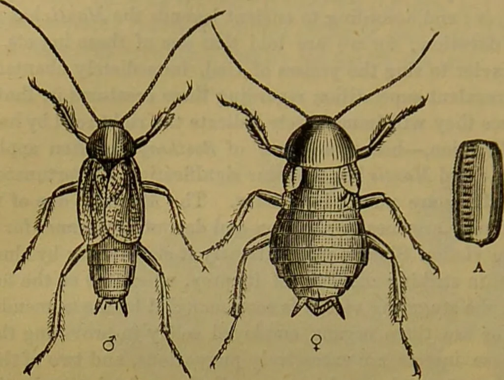 An illustration from A natural history of the animal kingdom : being a systematic and popular description of the habits, structure, and classification of animals, from the lowest to the highest forms. Arranged according to their organisation / by W. S. Dallas., 1860, leaf 184