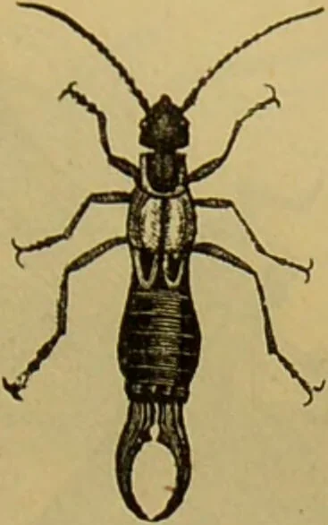 An illustration from A natural history of the animal kingdom : being a systematic and popular description of the habits, structure, and classification of animals, from the lowest to the highest forms. Arranged according to their organisation / by W. S. Dallas., 1860, leaf 185