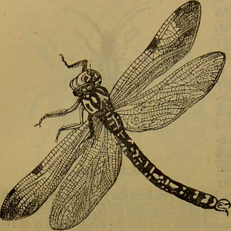 An illustration from A natural history of the animal kingdom : being a systematic and popular description of the habits, structure, and classification of animals, from the lowest to the highest forms. Arranged according to their organisation / by W. S. Dallas., 1860, leaf 186