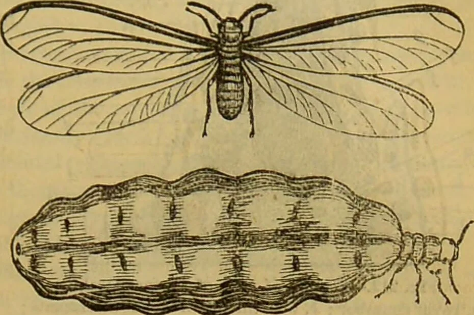 An illustration from A natural history of the animal kingdom : being a systematic and popular description of the habits, structure, and classification of animals, from the lowest to the highest forms. Arranged according to their organisation / by W. S. Dallas., 1860, leaf 187
