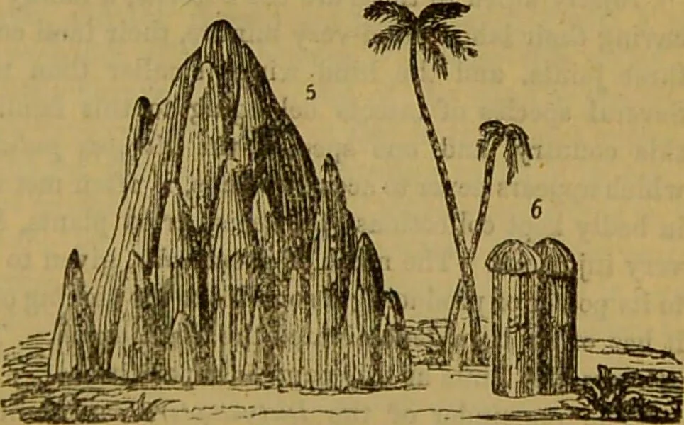An illustration from A natural history of the animal kingdom : being a systematic and popular description of the habits, structure, and classification of animals, from the lowest to the highest forms. Arranged according to their organisation / by W. S. Dallas., 1860, leaf 187